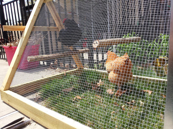 chicken tractor outdoor roosts